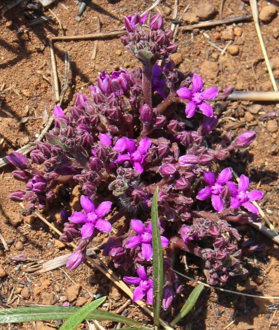 Image of Raphionacme hirsuta (E. Mey.)