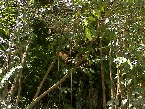 Image of Panama capuchin monkey