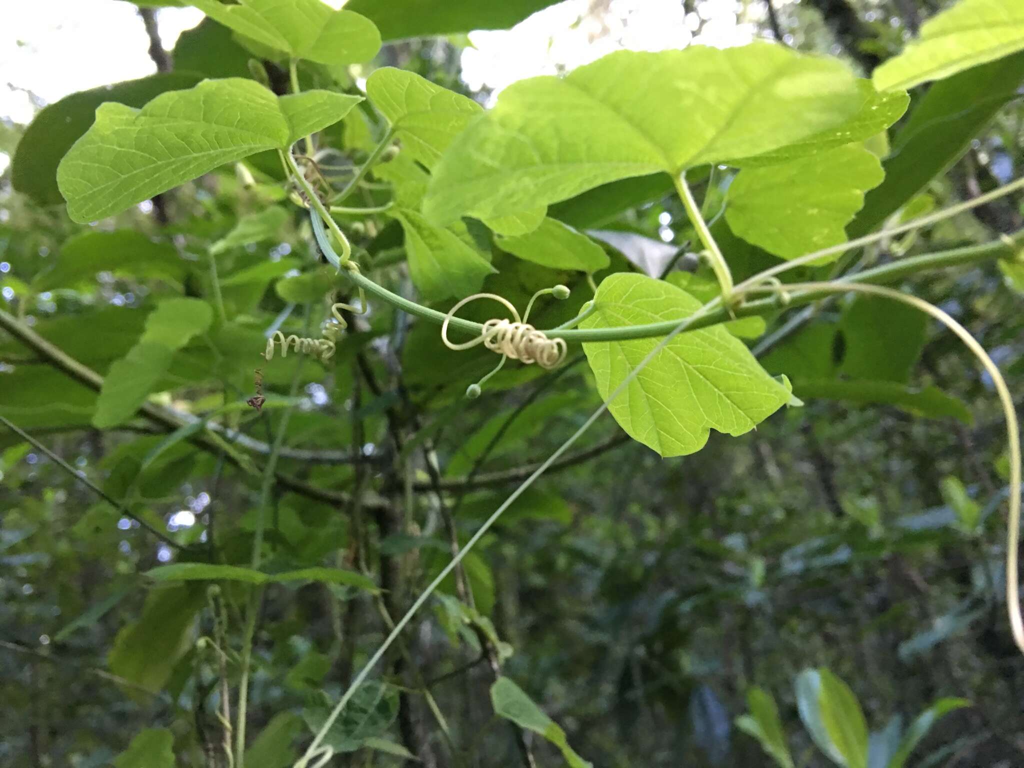 Image of Passiflora pavonis Mast.