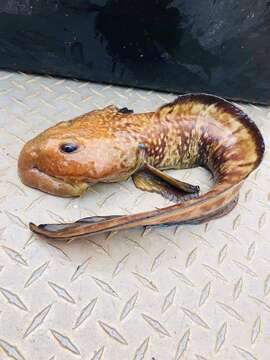 Image of Laval&#39;s eelpout