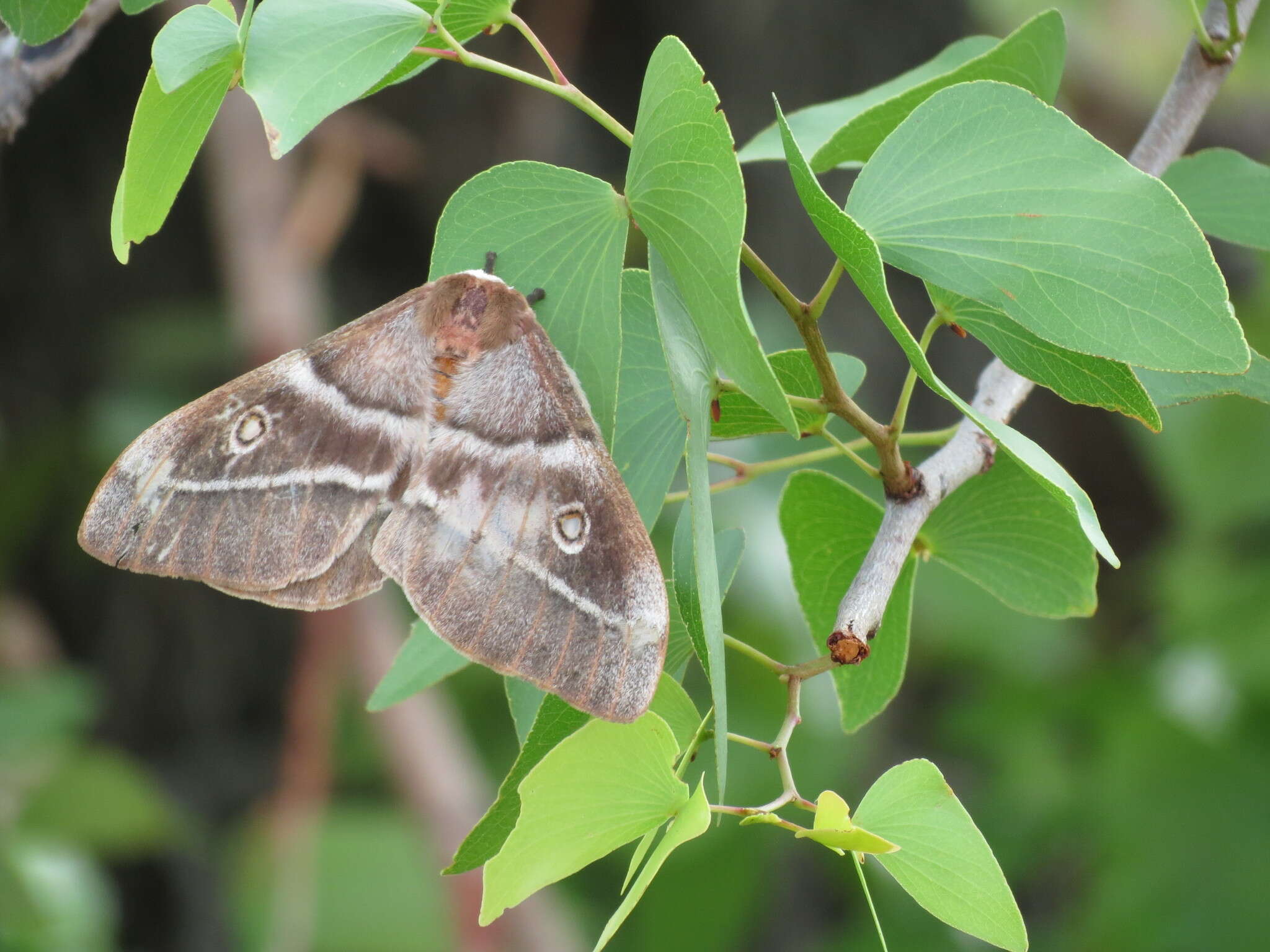 Image of Gonimbrasia belina Westwood 1849