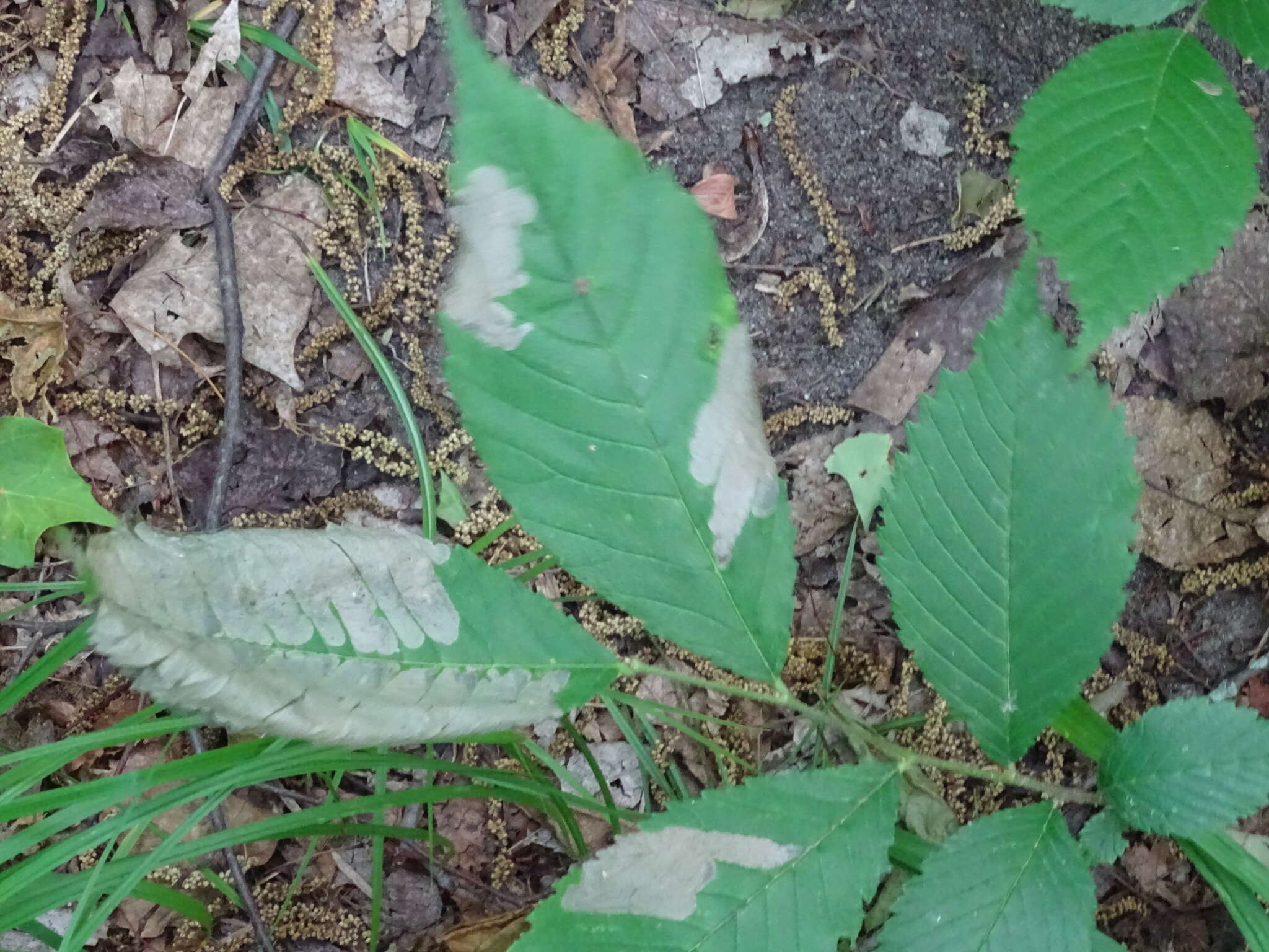 Image of Elm leafminer