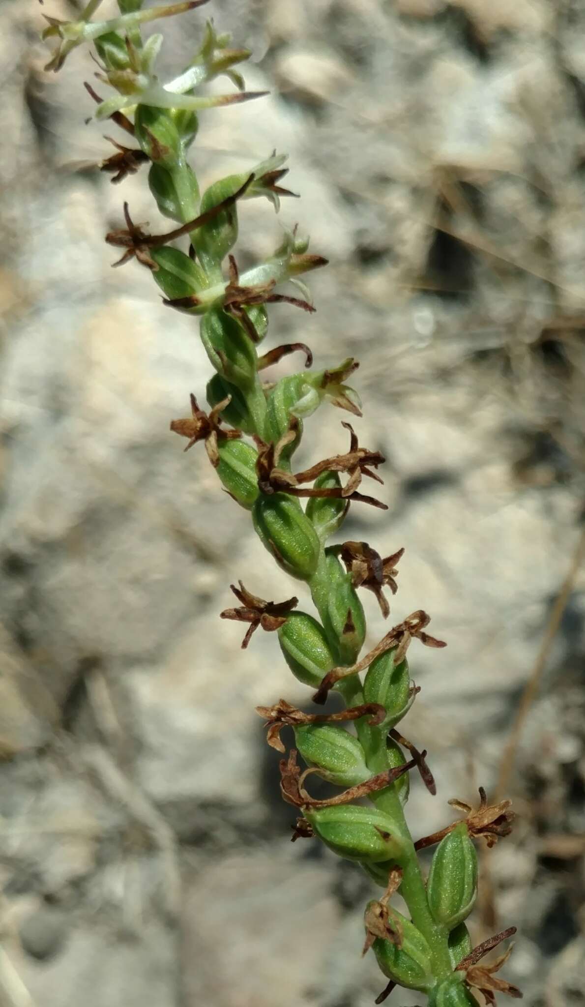 Image of Royal rein orchid