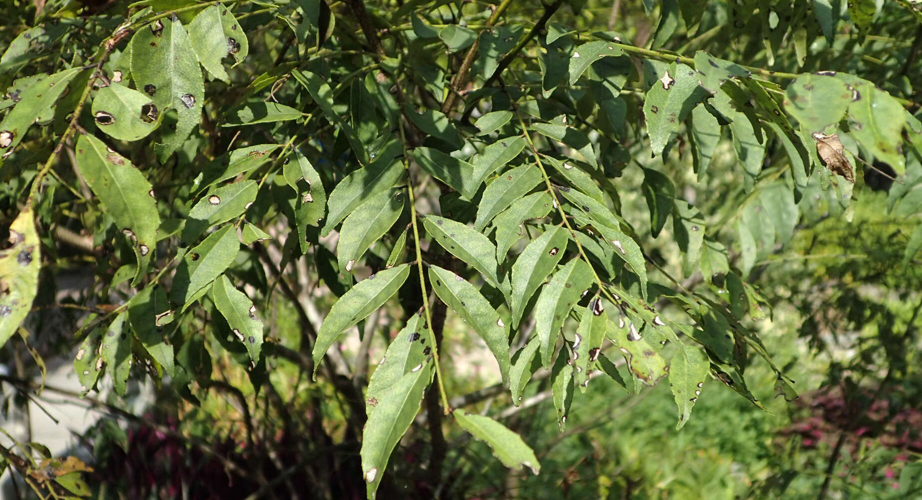 Image of curryleaftree