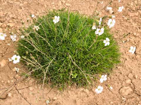Слика од Cherleria circassica (Albov) A. J. Moore & Dillenb.