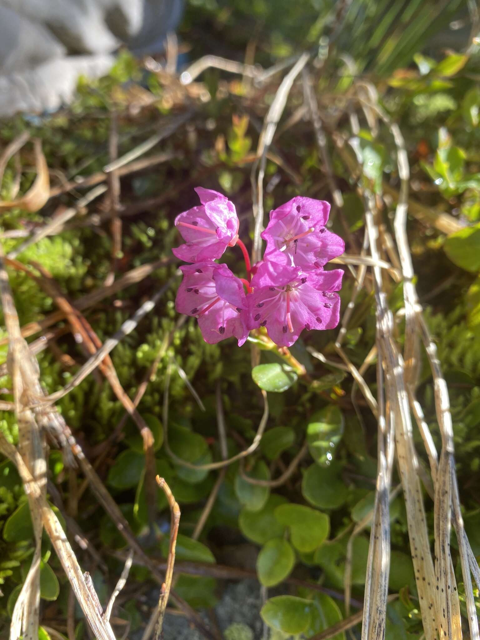 Image of <i>Kalmia <i>microphylla</i></i> var. microphylla