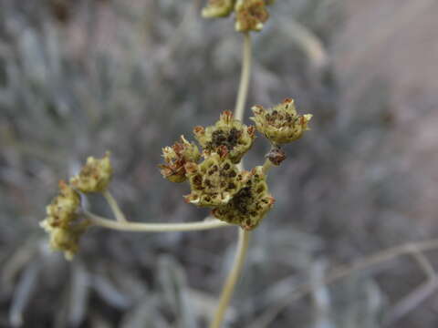 Image of guayule