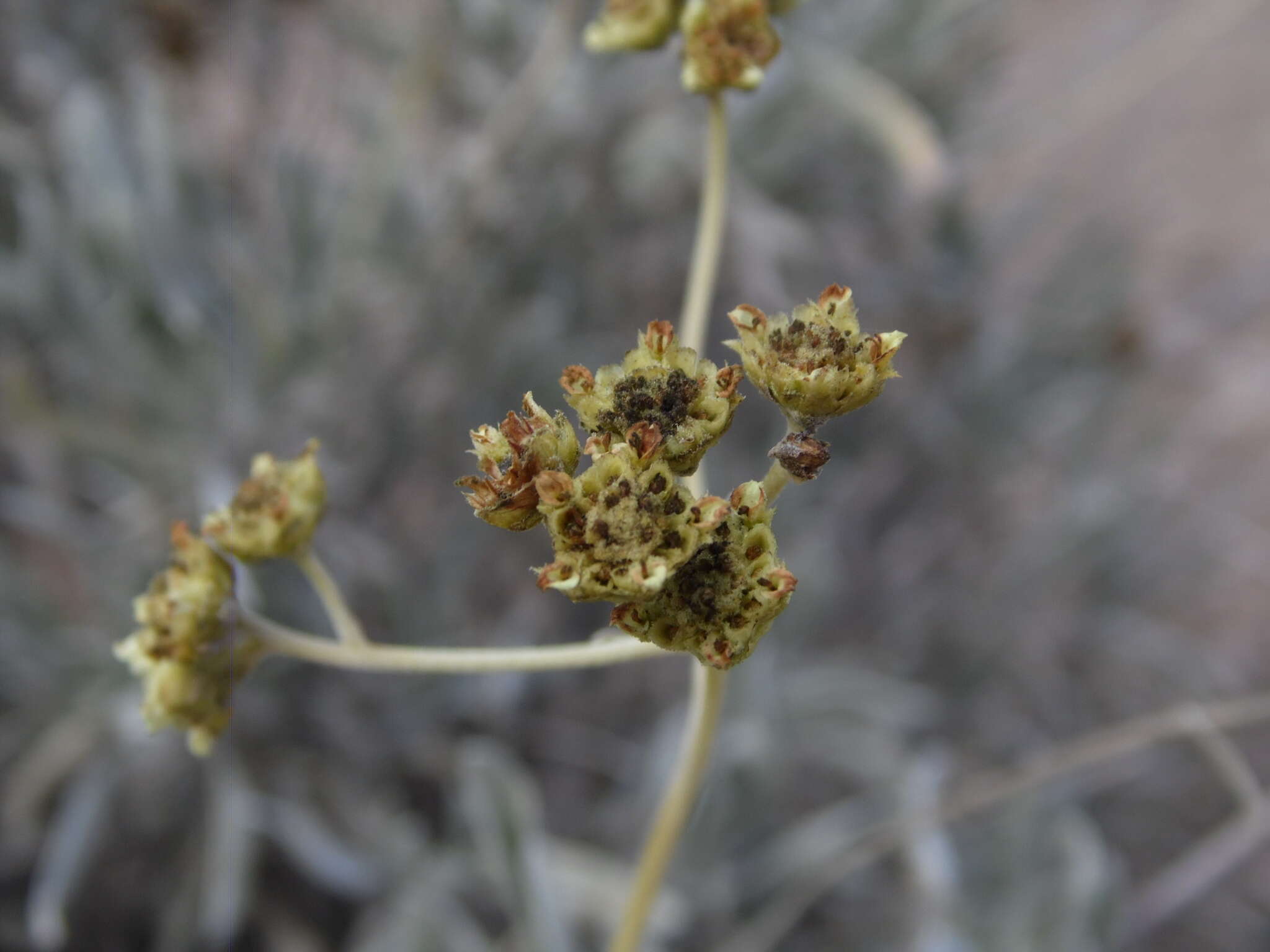 Imagem de Parthenium argentatum A. Gray