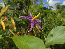 Image of Solanum subinerme Jacq.