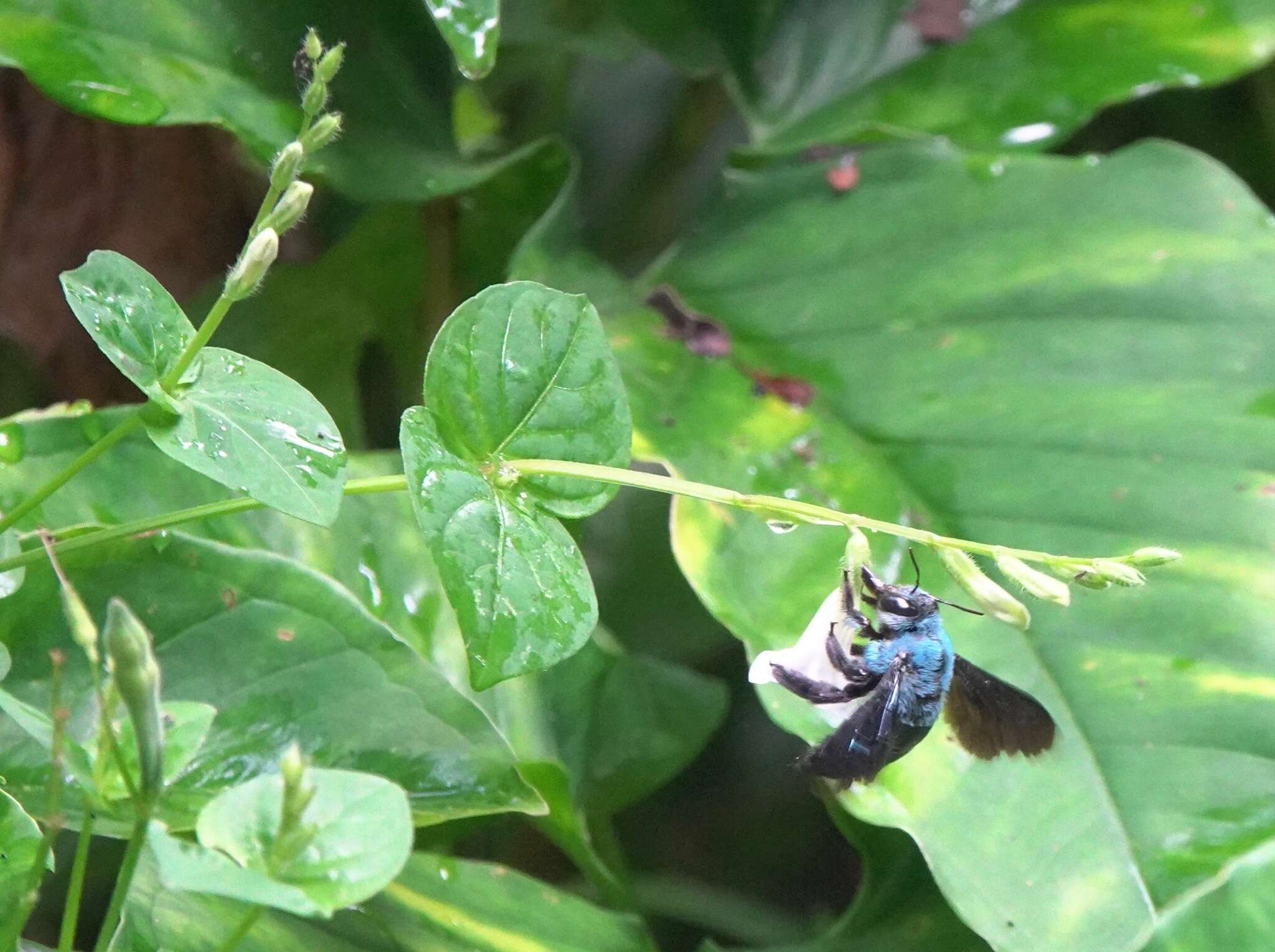 Image of Xylocopa caerulea (Fabricius 1804)