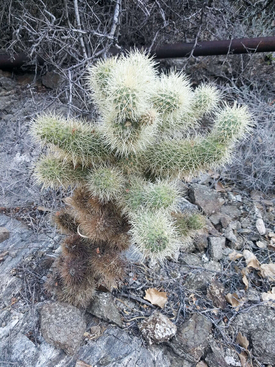 Image of teddybear cholla