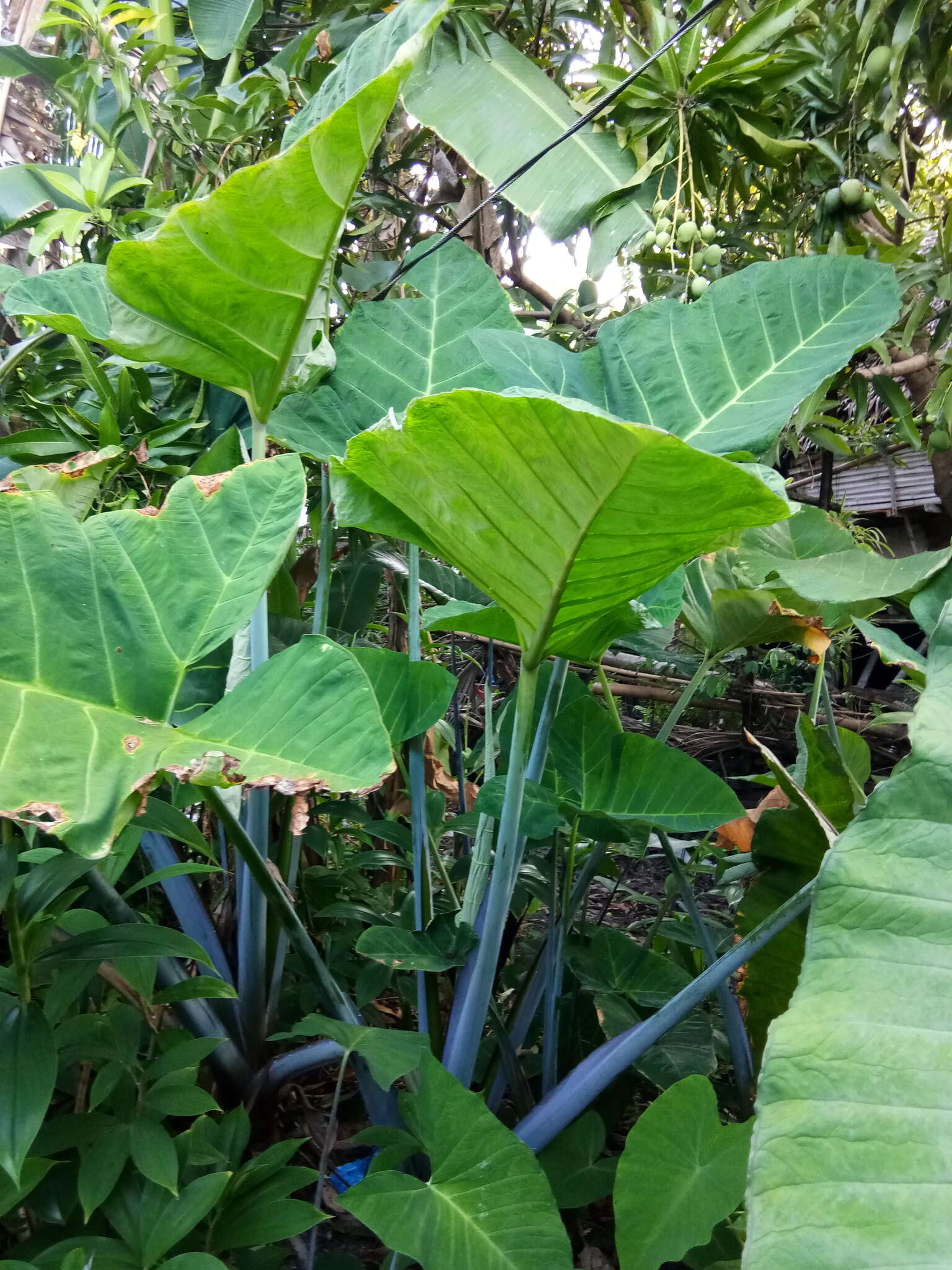 Image of arrowleaf elephant's ear