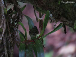 Image of Guatemalan Tyrannulet