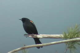 Image of Red-shouldered Blackbird