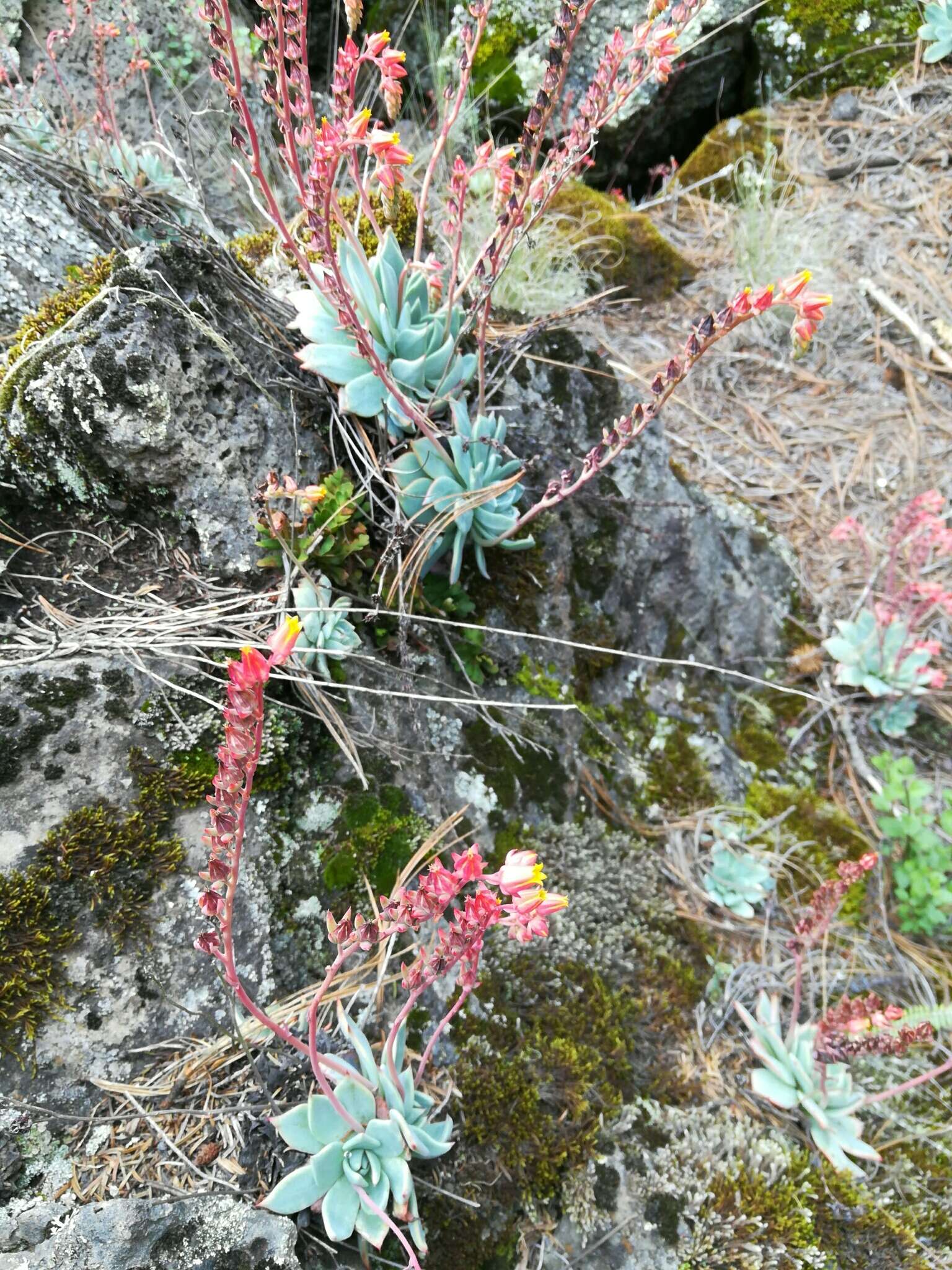 Image of Echeveria subalpina Rose & Purpus