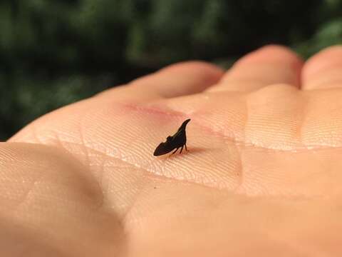 Image of Two-marked Treehopper