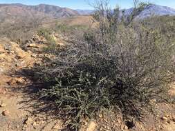 Image of ceanothus