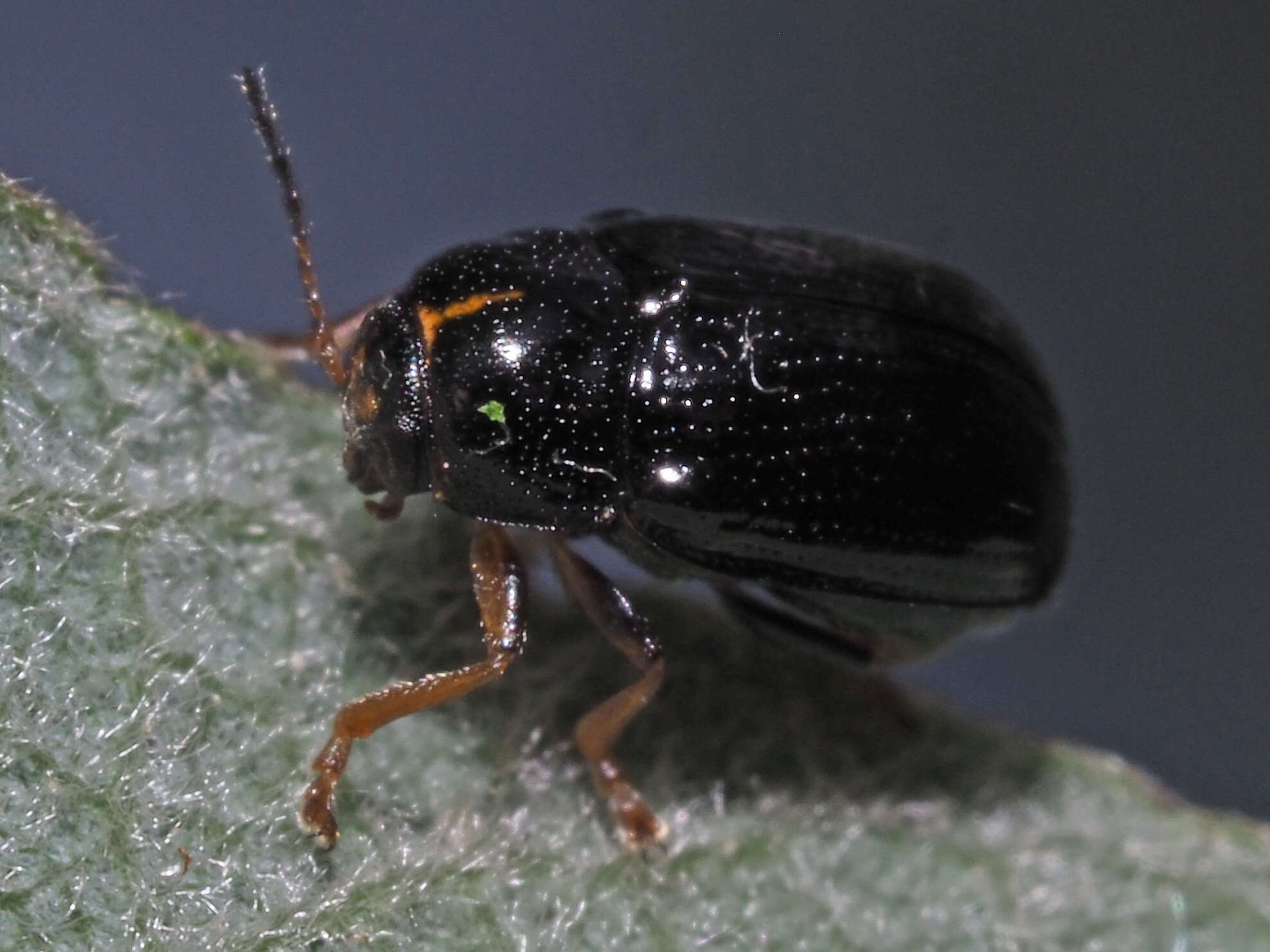 Sivun <i>Cryptocephalus decemmaculatus</i> kuva