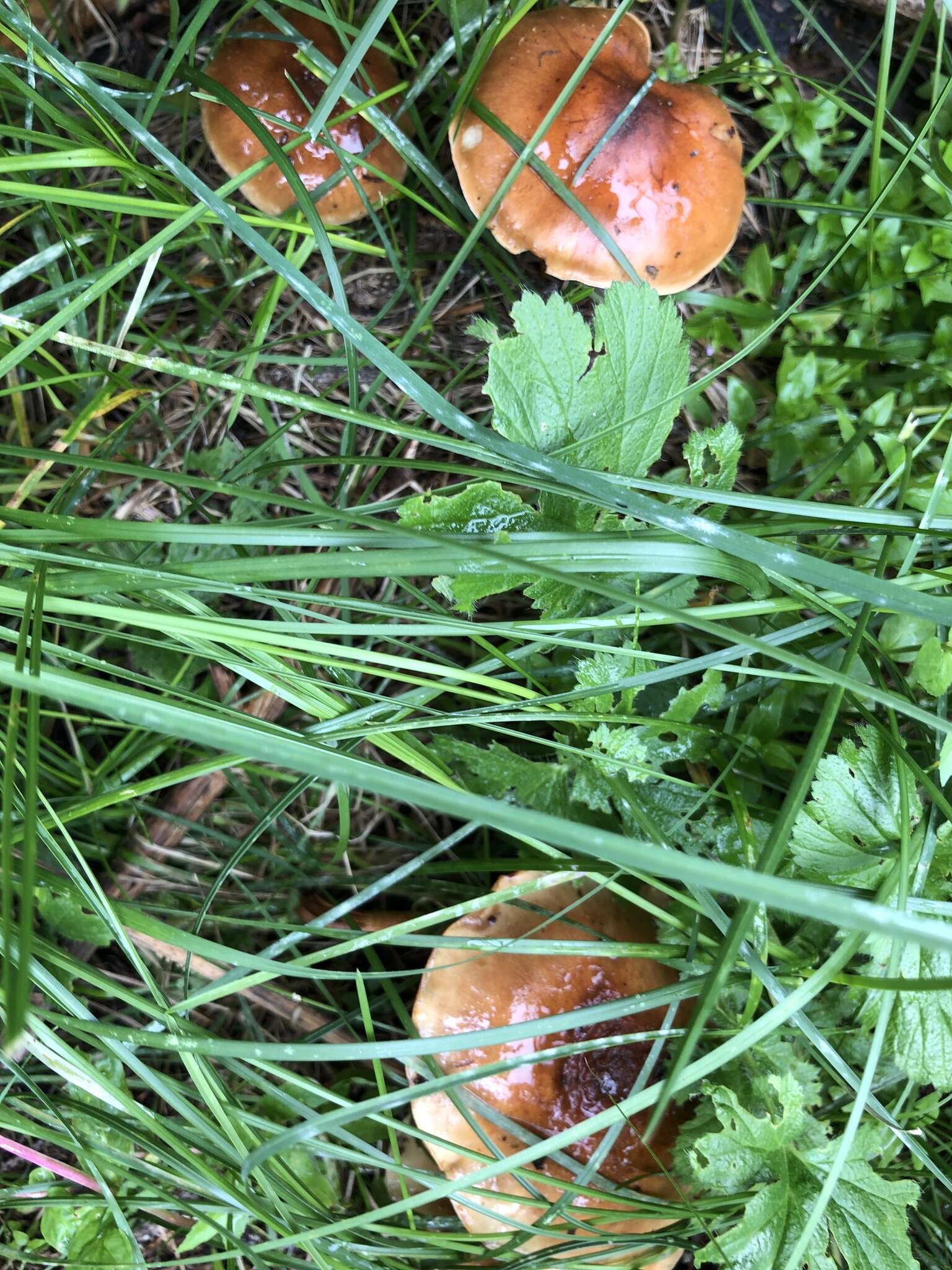 Image de Pholiota rufodisca A. H. Sm. & Hesler 1968