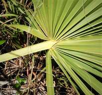 Image of scrub palmetto