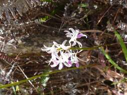 Image of Blotched Hyacinth-orchid