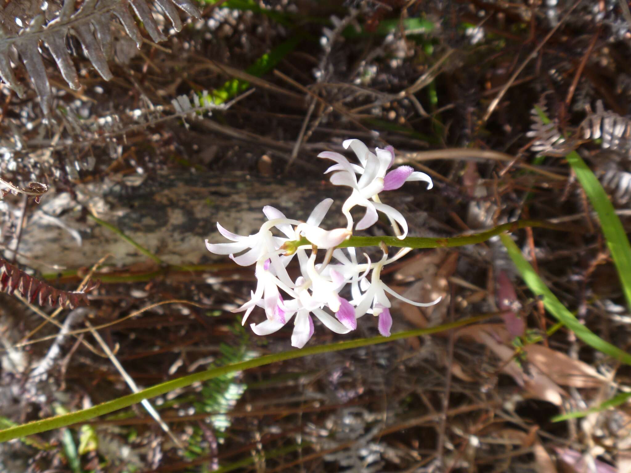 Image of Blotched Hyacinth-orchid