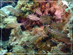 Image of Doederlein&#39;s Cardinalfish