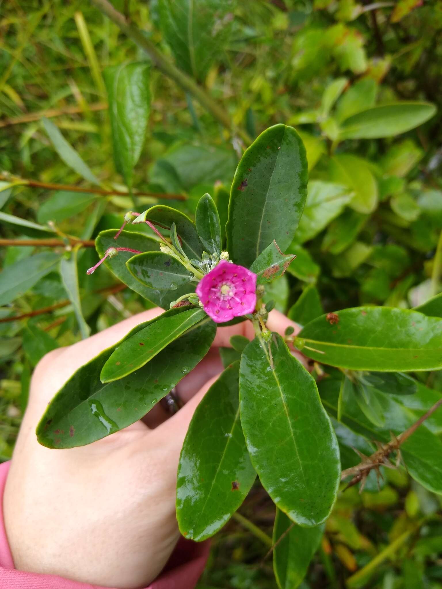 Kalmia angustifolia subsp. carolina (Small) A. Haines的圖片