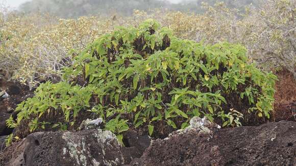 Image de Scalesia incisa Hook. fil.