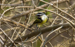 Image of Yellow-rumped Tinkerbird