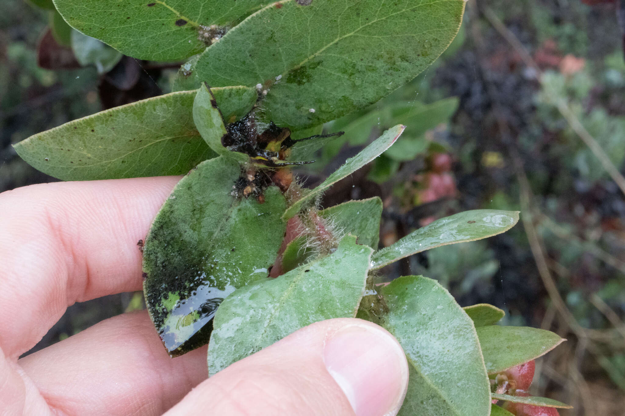 Image de Arctostaphylos refugioensis Gankin