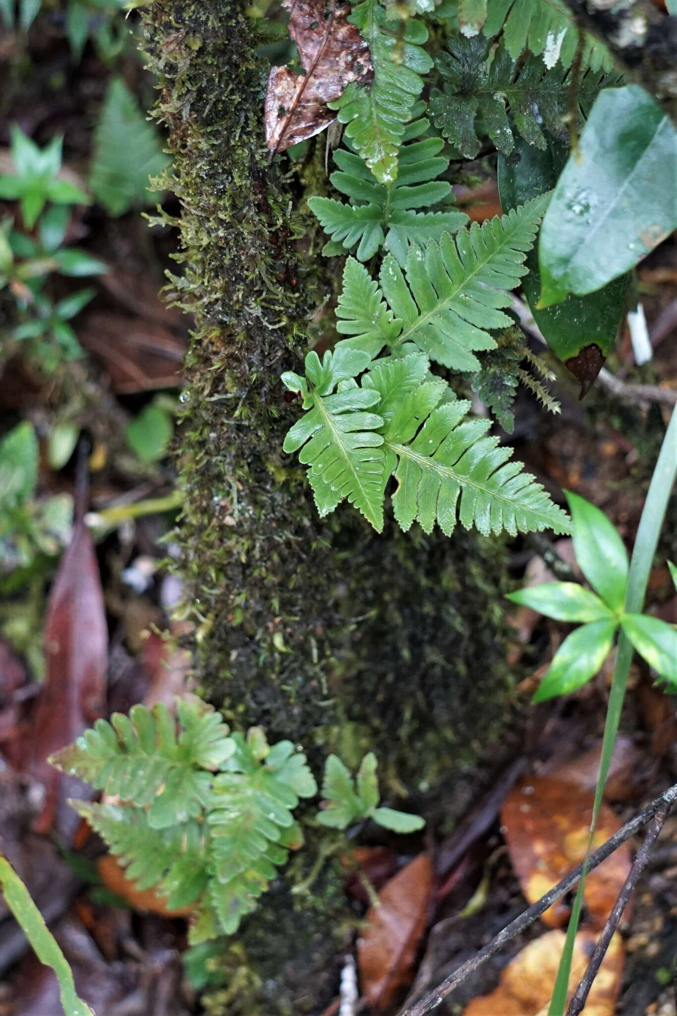 Слика од Davallia repens (L. fil.) Kuhn