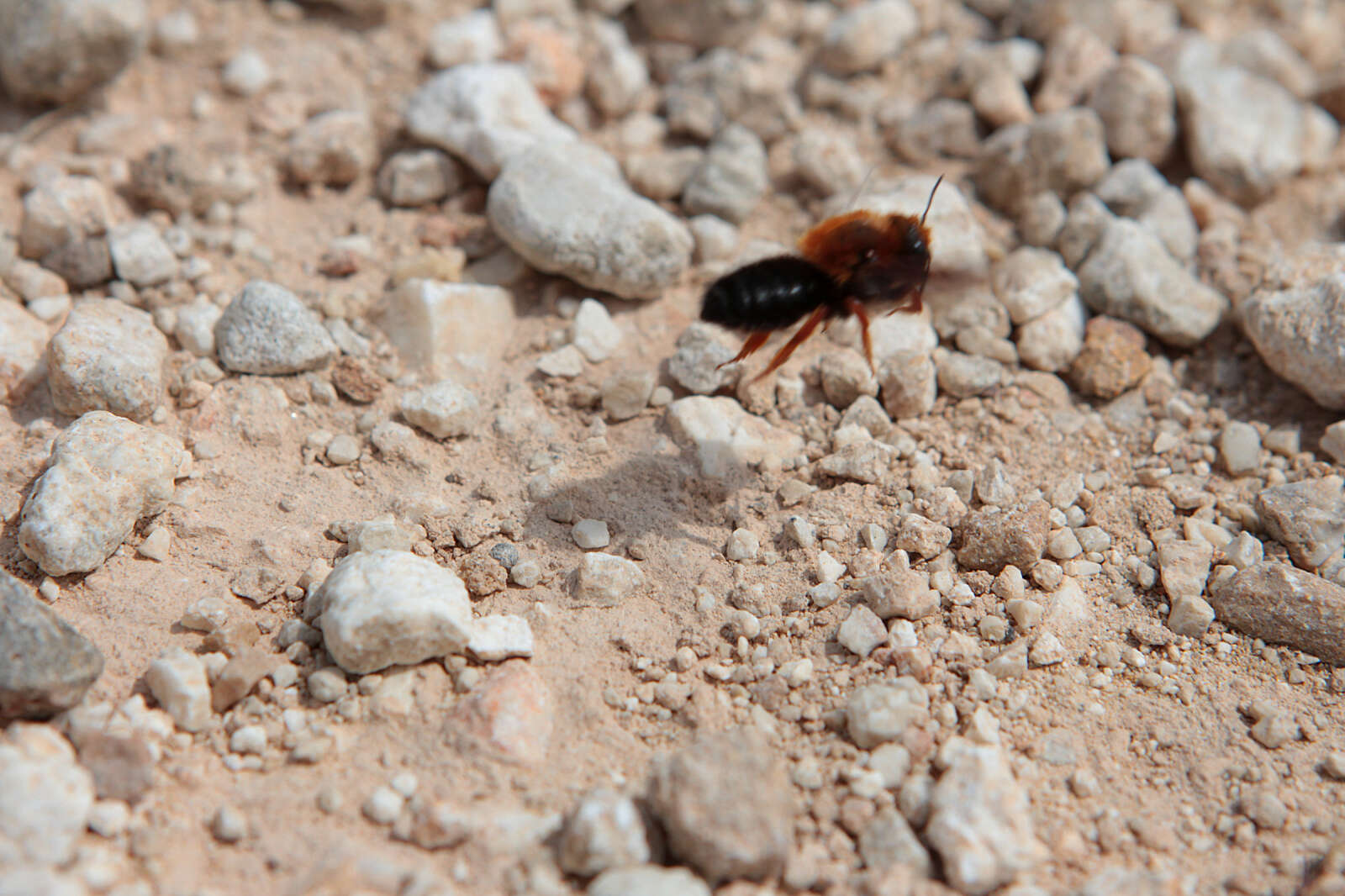 Image of Megachile sicula (Rossi 1792)