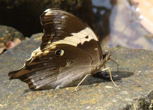 Image of Neorina crishna Westwood (1851)