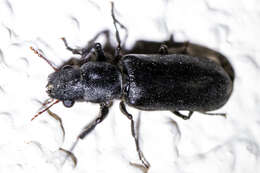 Image of Black Polycaon