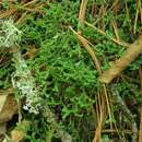 Image of Selaginella rossii (Bak.) Warb.