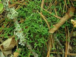 Image of Selaginella rossii (Bak.) Warb.