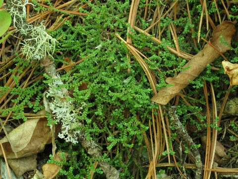 Image de Selaginella rossii (Bak.) Warb.