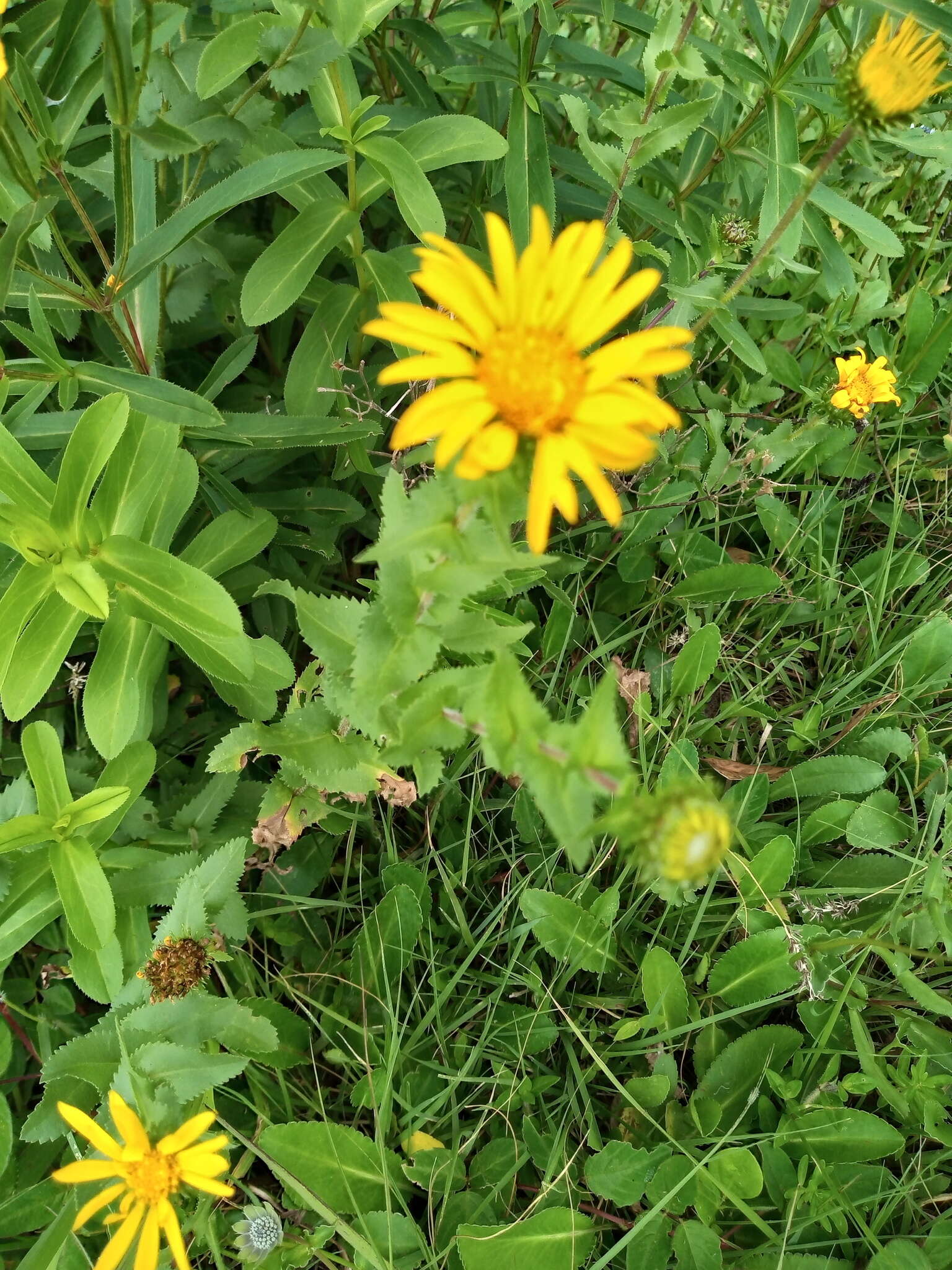 Image of Grindelia inuloides Willd.