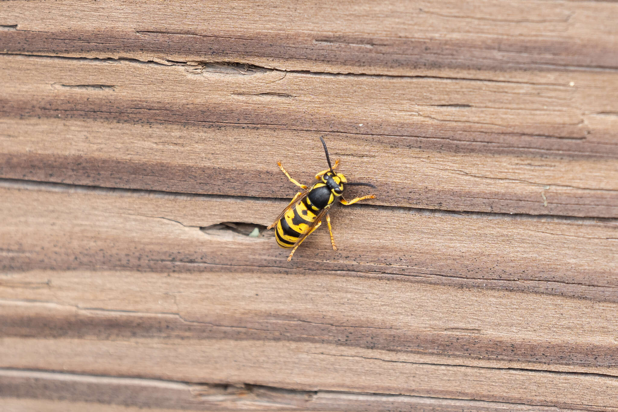 Image of Prairie Yellowjacket