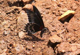 Image of Blue Mormon