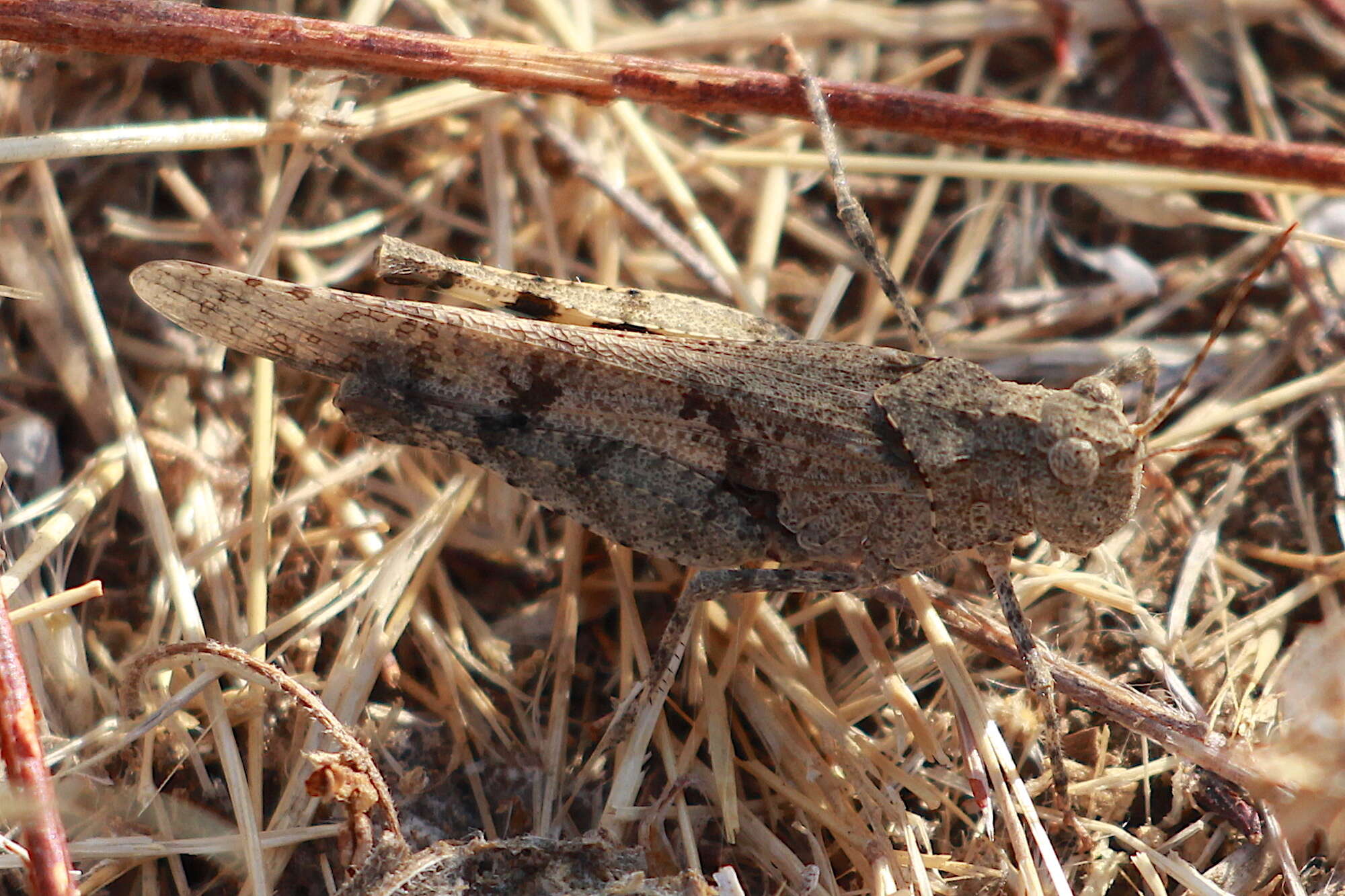 Image of Trimerotropis occidentiloides Rentz, D. C. F. & Weissman 1981