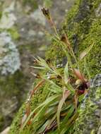 Image of Hedgehog Wood-Rush