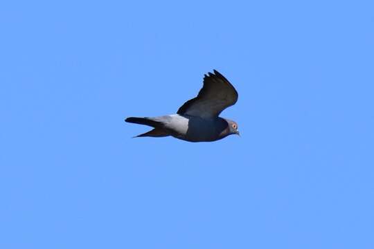 Image of Pale-backed Pigeon