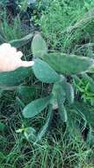 Image of <i>Opuntia bonaerensis</i>