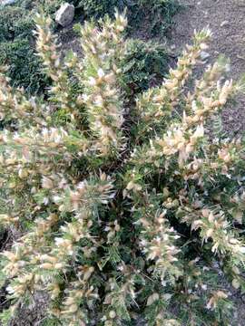 Sivun Astragalus armatus Willd. kuva