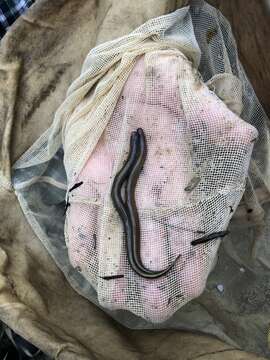 Image of Southern brook lamprey