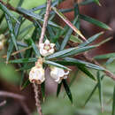 Image of Leptecophylla pogonocalyx C. M. Weiller