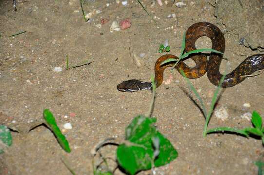 Image of Red-bellied Keelback