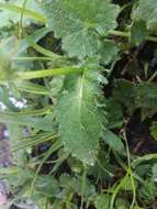 Image of Doronicum carpaticum (Griseb. & Schenk) Nym.